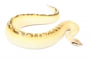 Python brongersmai, ivory